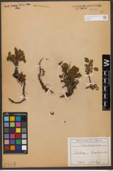 Foto von Salix reticulata L.